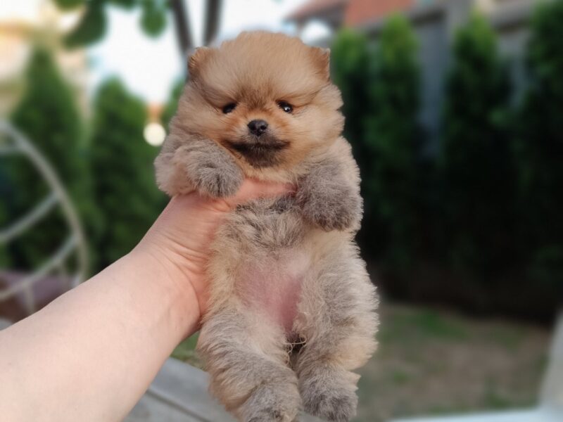 Pomeranac Top zenka