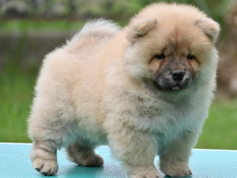 Chow Chow Cau Cau Čau Čau