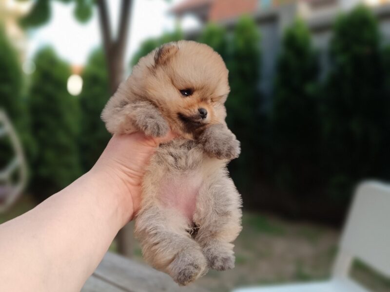 Pomeranac Top zenka