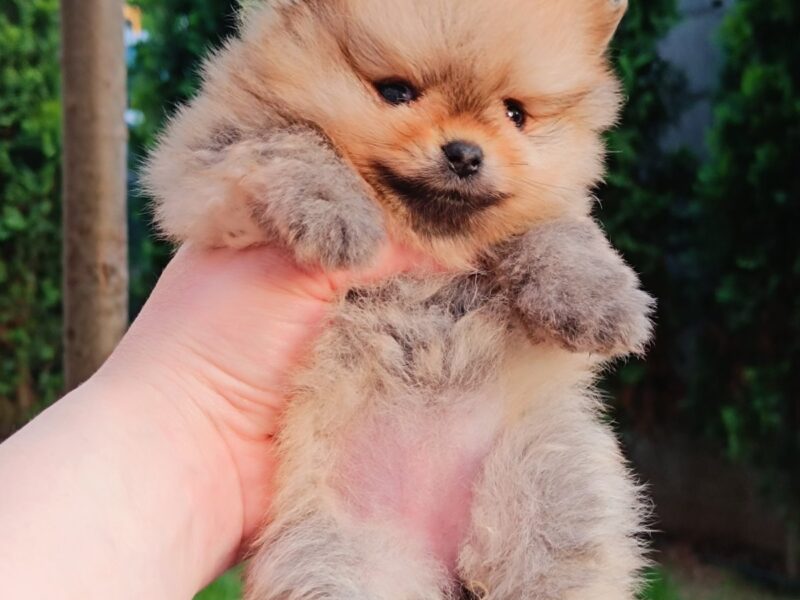 Pomeranac Top zenka