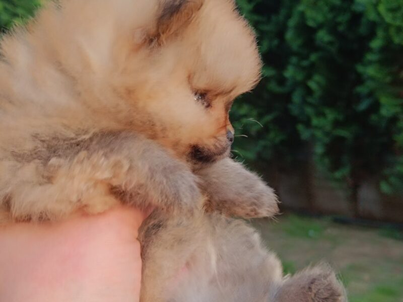 Pomeranac Top zenka