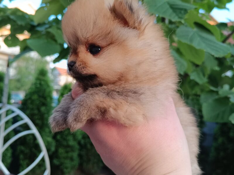 Pomeranac Top zenka
