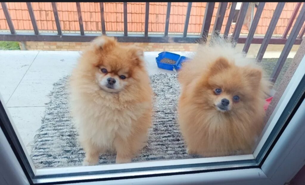 Pomeranac Top zenka