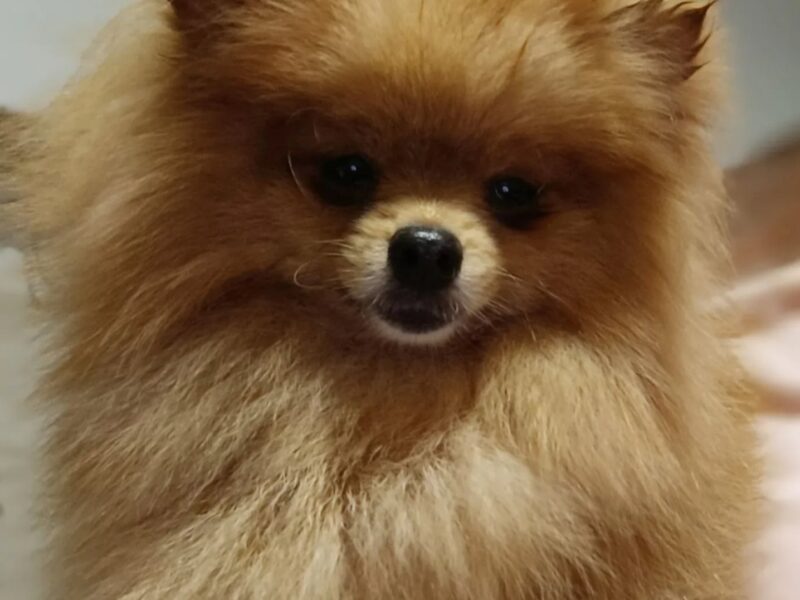 Pomeranac Top zenka