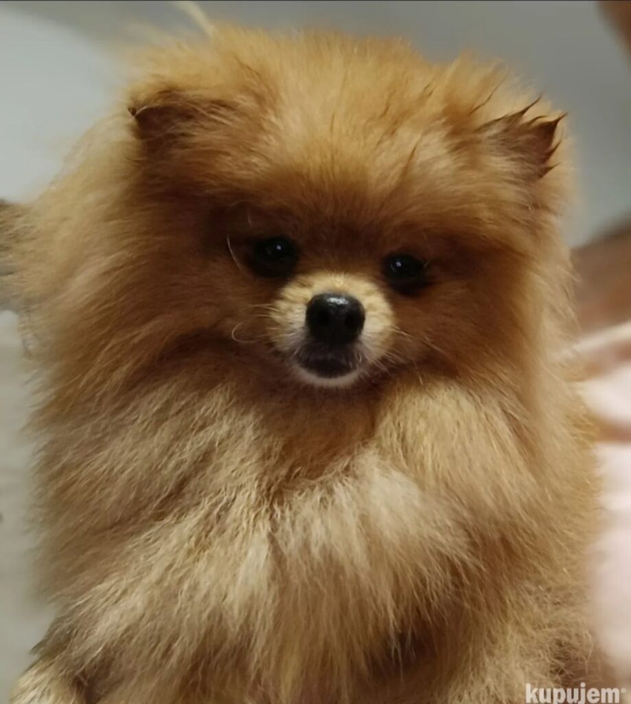 Pomeranac Top zenka