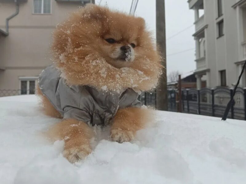 Pomeranac Top zenka