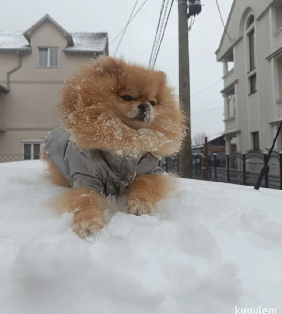 Pomeranac Top zenka