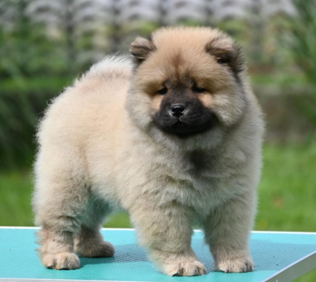 Chow Chow Cau Cau Čau Čau