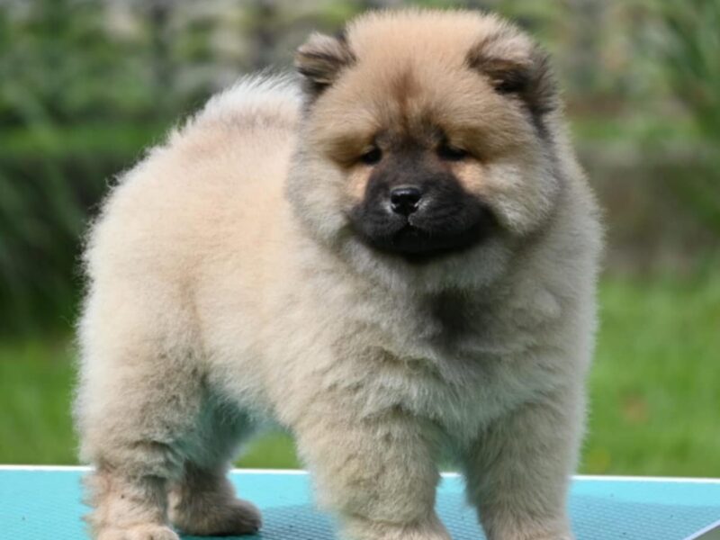 Chow Chow Cau Cau Čau Čau