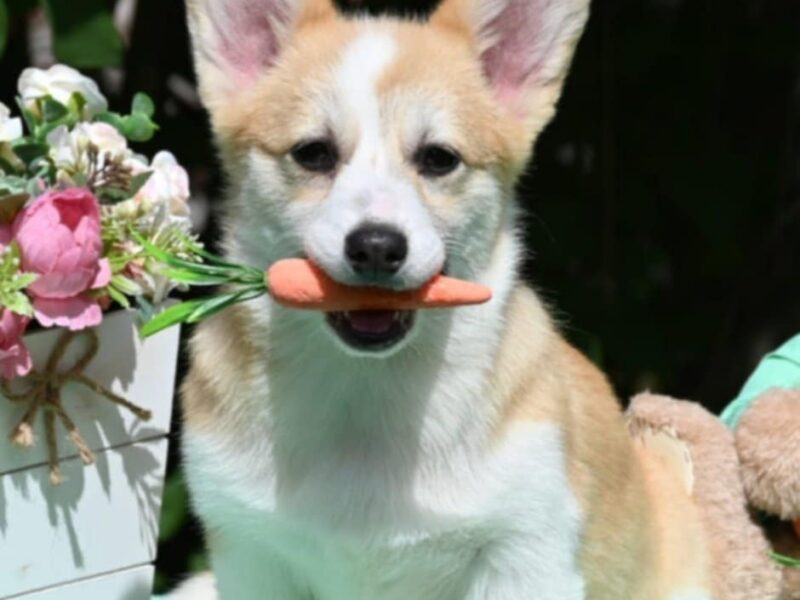 Velski korgi/Welsh Corgi Pembroke