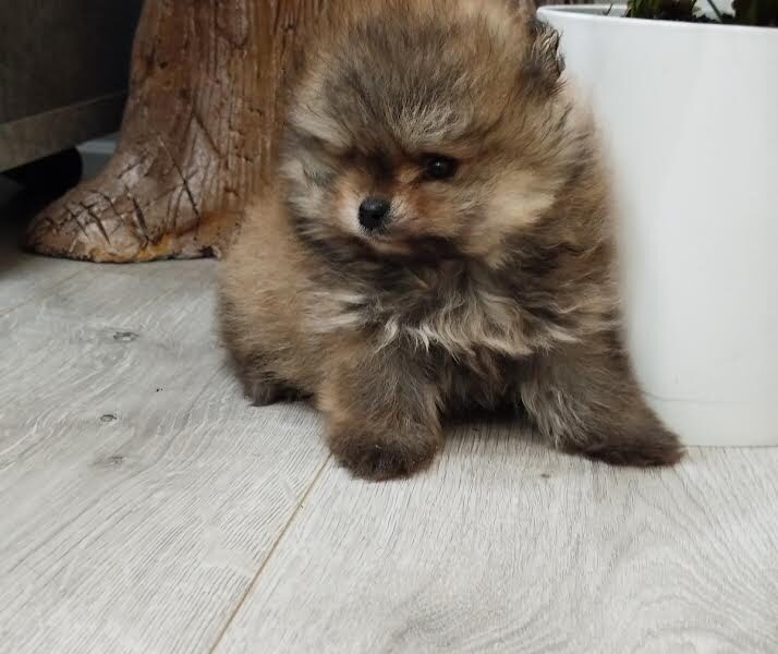 Prelepi Boo medvedici