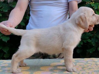 Štenci LABRADOR retrivera