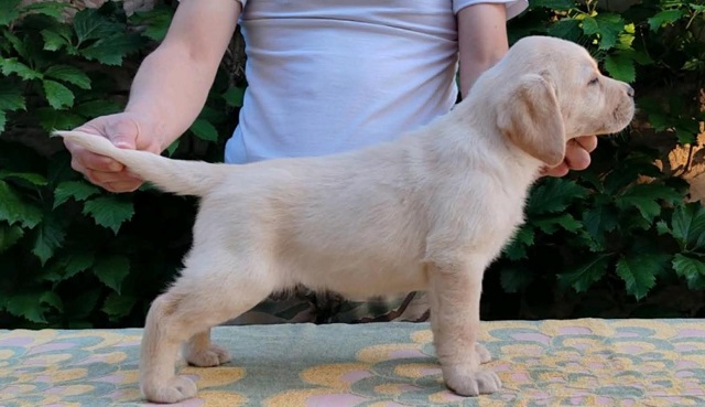 Štenci LABRADOR retrivera