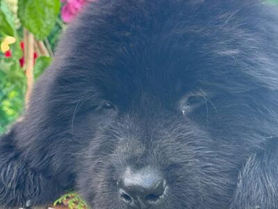 Ženke njufaundlenda