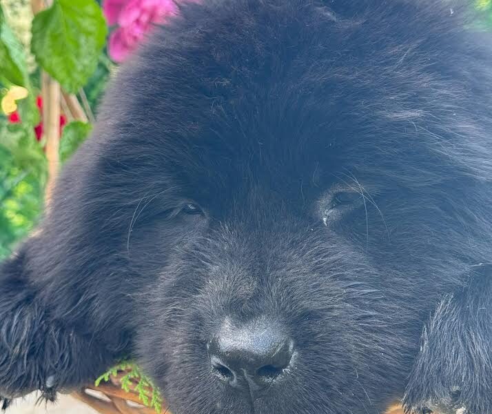 Ženke njufaundlenda