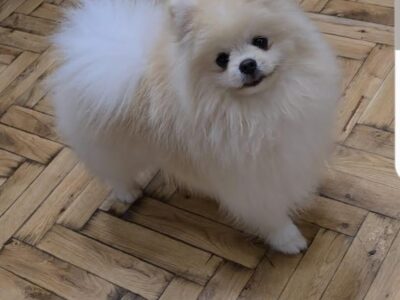 Pomeranac, prelepi Boo štenci