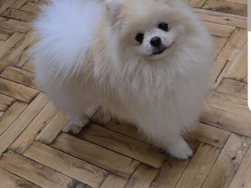 Pomeranac, prelepi Boo štenci