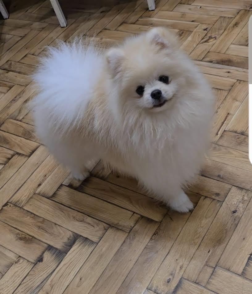 Pomeranac, prelepi Boo štenci