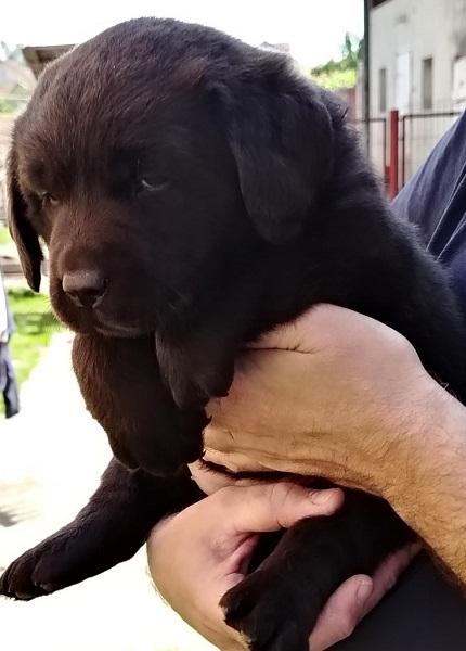 Čokoladni štenci labrador retrivera
