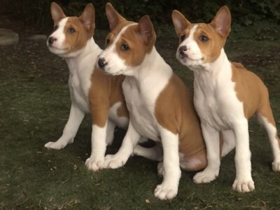 BASENJI štenci