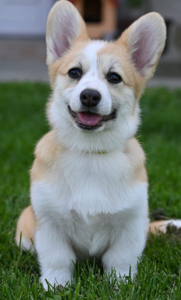 Velski korgi/Welsh Corgi Pembroke