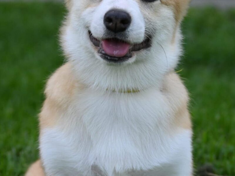 Velski korgi/Welsh Corgi Pembroke