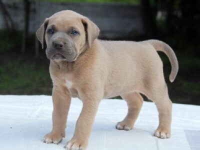 Cane Corso štenci