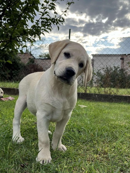 Labrador retriver ženkice