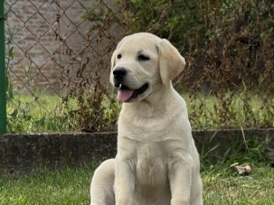 Labrador retriver ženkice