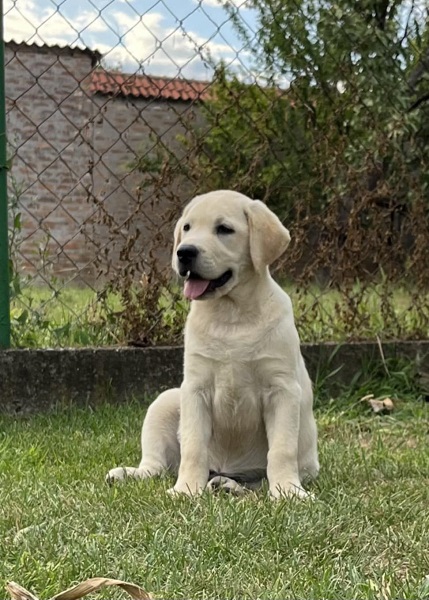 Labrador retriver ženkice