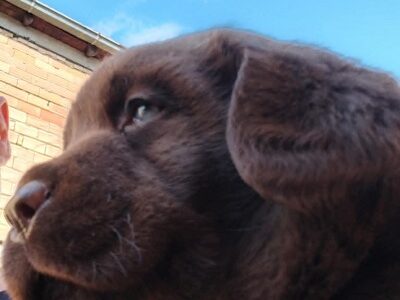 Čokoladni štenci labrador retrivera