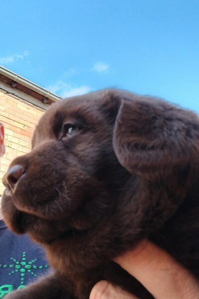 Čokoladni štenci labrador retrivera