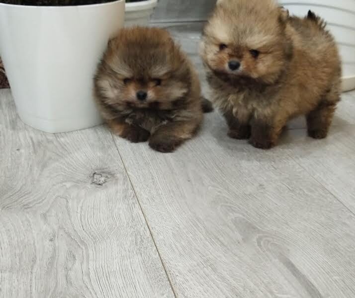 Prelepi Boo medvedici