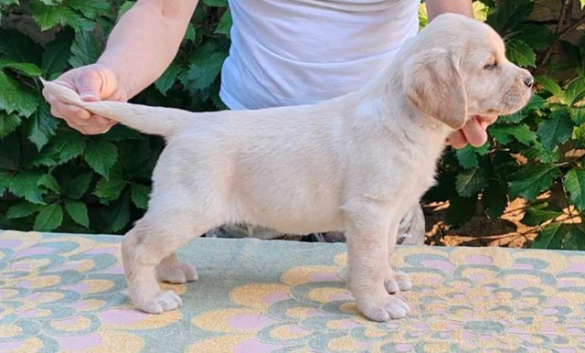 Štenci LABRADOR retrivera