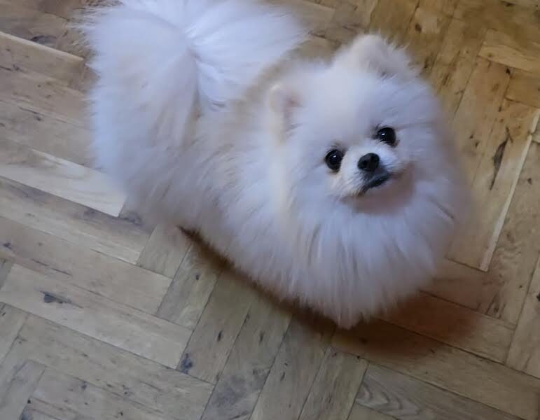 Pomeranac, prelepi Boo štenci