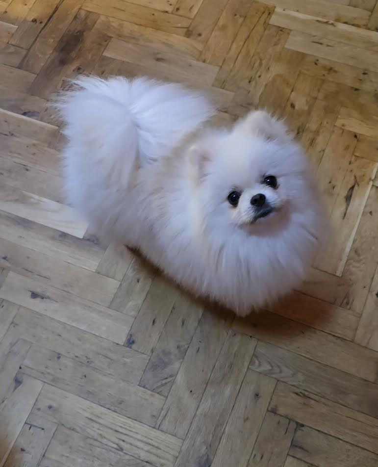 Pomeranac, prelepi Boo štenci