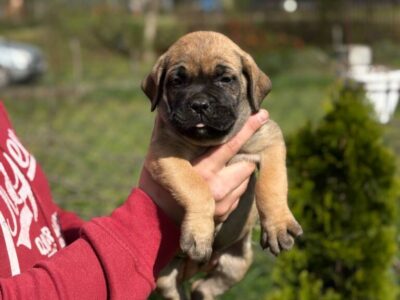 Cane Corso Kane Korso TOP KVALITET