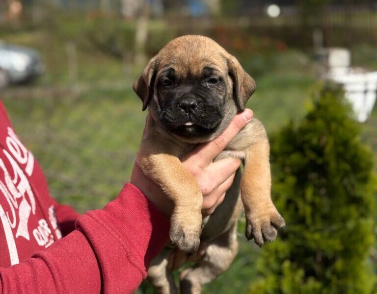 Cane Corso Kane Korso TOP KVALITET