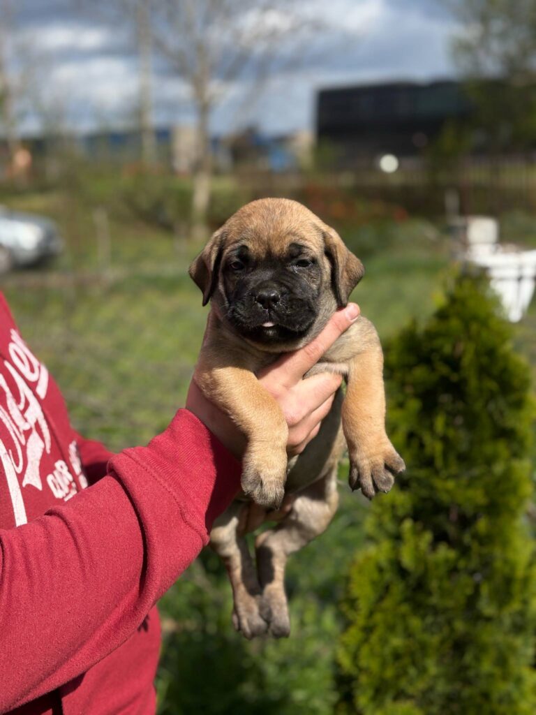 Cane Corso Kane Korso TOP KVALITET