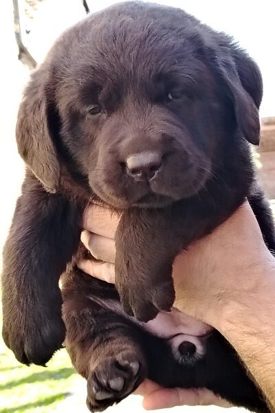 Čokoladni štenci labrador retrivera
