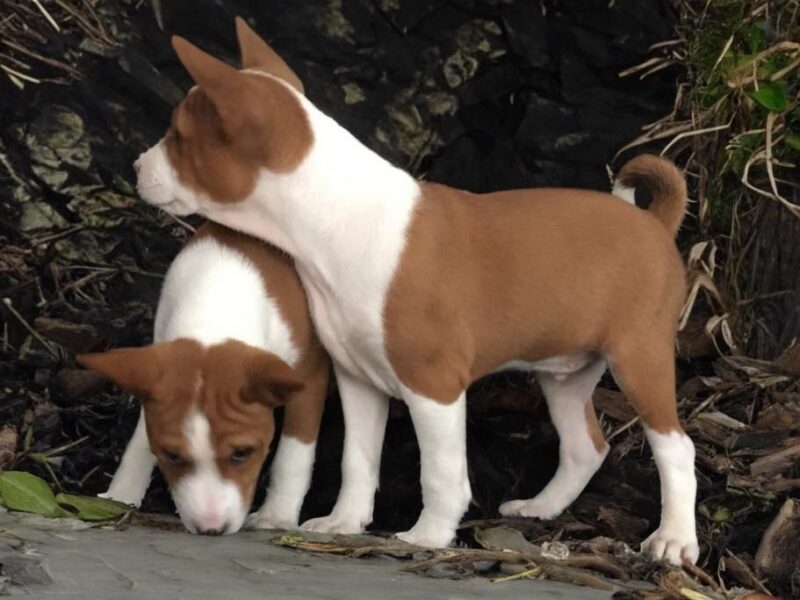 BASENJI štenci