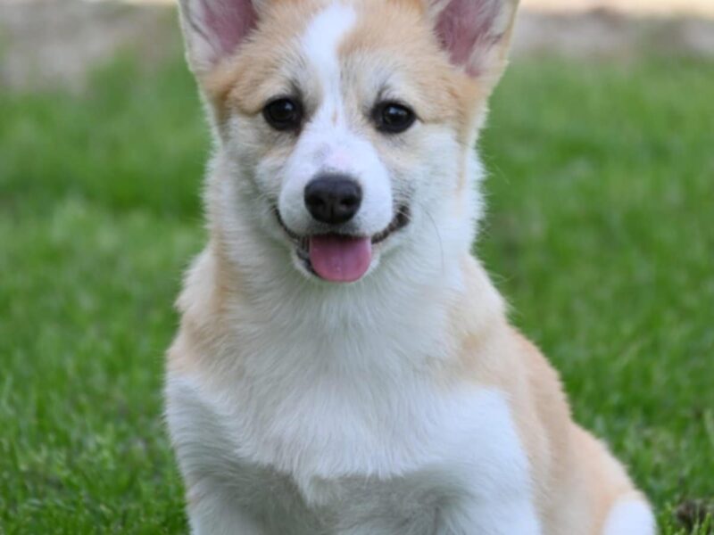 Velski korgi/Welsh Corgi Pembroke
