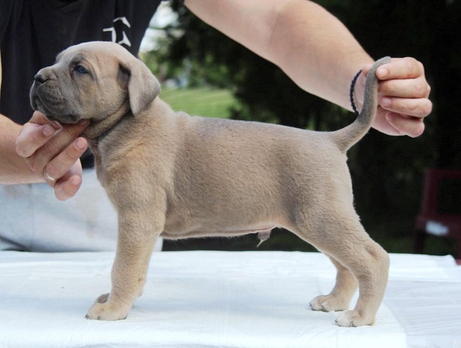 Cane Corso štenci