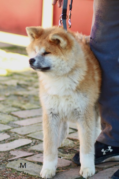 Akita Inu