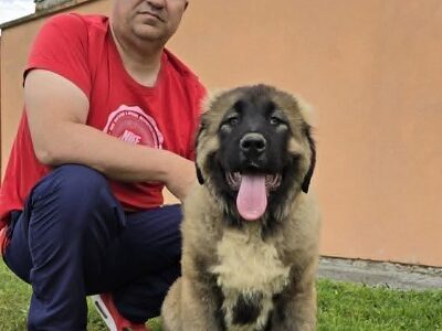 Kavkaski ovčar štenci