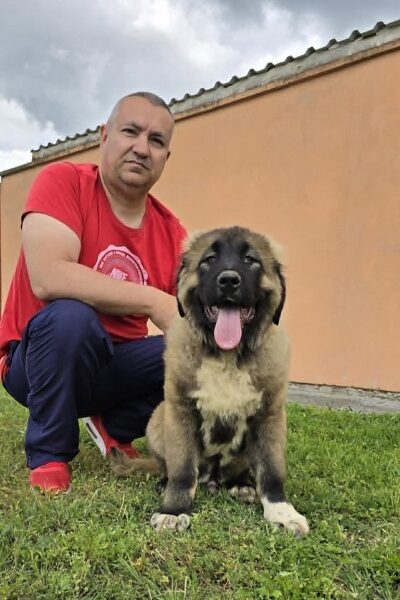 Kavkaski ovčar štenci