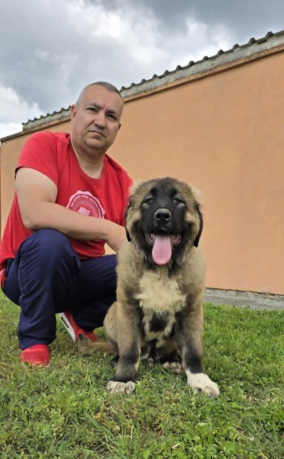 Kavkaski ovčar štenci