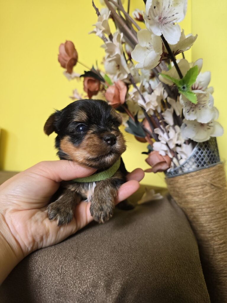 MINI Jorkširski terijeri, Jorki štenci