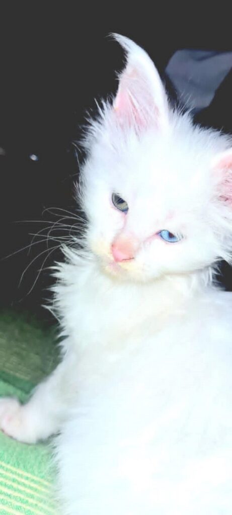 Maine Coon mačići