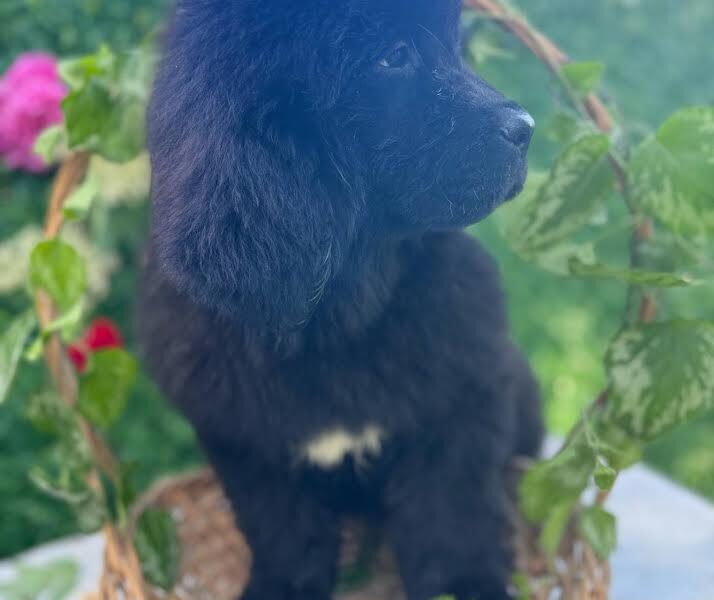 Ženke njufaundlenda